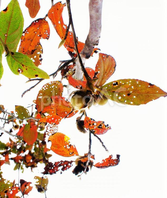 絵画的な秋の紅葉 絵になる秋,きれいな葉っぱたち,紅葉の写真素材