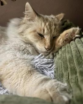 ノラ猫 シロ ノラ猫 シロの写真