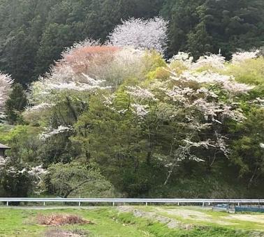 桜 春 桜 春の写真