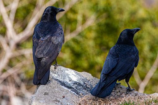 Photo, crow, dark, black bird, 