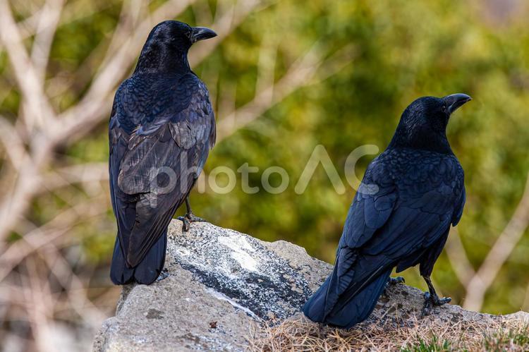 2羽の休憩するカラス カラス,ダーク,黒い鳥の写真素材