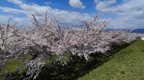 函館の桜 函館の桜 さくら,花,春の写真素材