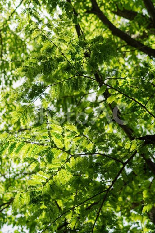 木漏れ日 光,新緑,木々の写真素材