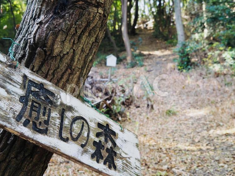 森の癒されるハイキングコース ハイキング,癒し,森の写真素材