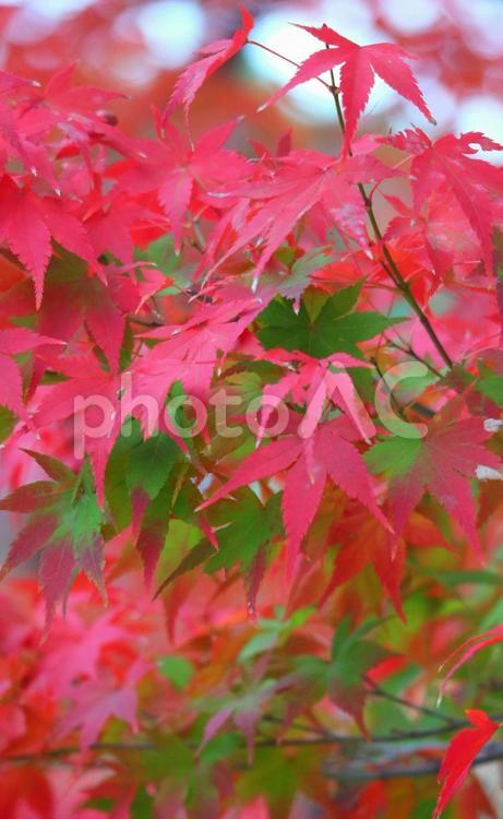 秋の記憶 秋,紅葉,晩秋の写真素材