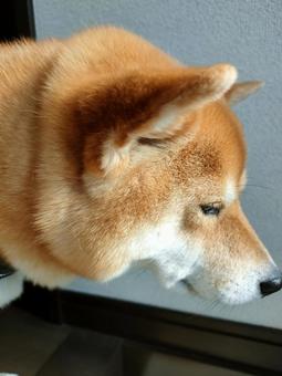 柴犬の横顔! 柴犬の横顔! 犬,シバ,柴犬の写真素材