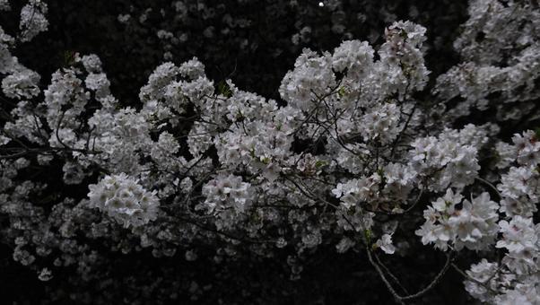 夜桜 夜桜の写真