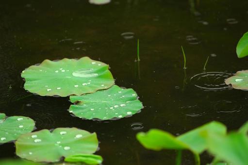 雨の日のハス池 雨の日のハス池の写真