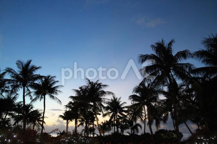 グアムの夕暮れ ヤシ,自然,風景の写真素材
