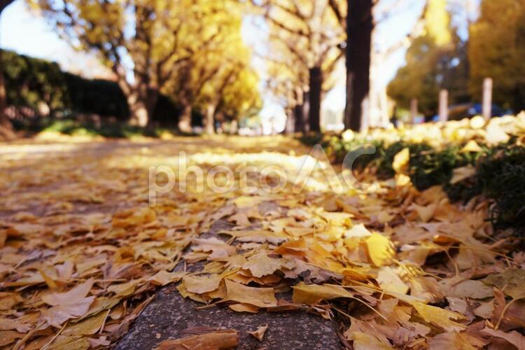 銀杏並木 銀杏,いちょう,銀杏並木の写真素材