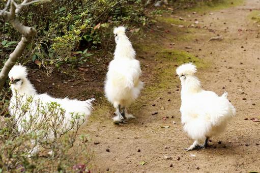 フワフワの白い鶏が散歩 烏骨鶏,鶏,鳥の写真素材