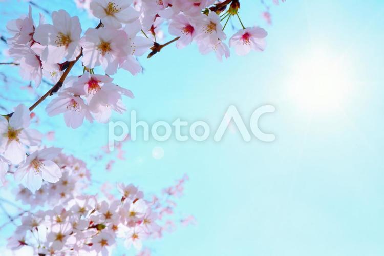 ピンクの桜と日差しのある青空背景 さくら,青空,コピースペースの写真素材