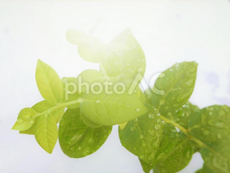 雨上がりの葉っぱ・ブルーベリー（朝日の光） 雨粒,水滴,しずくの写真素材
