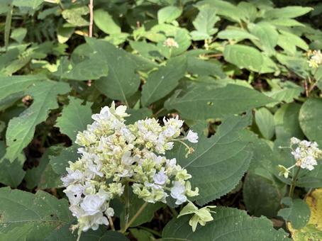 Photo, hydrangea indica, hydrangea, rikugien, 