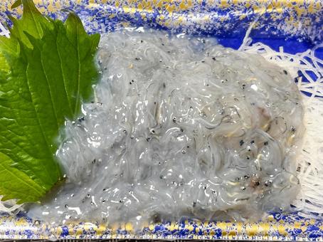 パックの生シラス パックの生シラス 生しらす,シラス,生シラスの写真素材