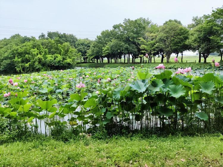 夏の蓮池風景 ハス,蓮,池の写真素材