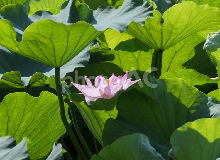 不忍池の紫陽花の花 蓮,花,ピンクの写真素材