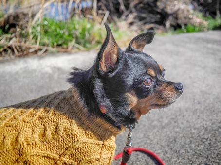散歩する小型犬・チワワ・ミニピン 散歩する小型犬・チワワ・ミニピン 犬,わんこ,ペットの写真素材