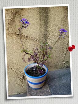 うん!芸術だ! うん!芸術だ!の写真