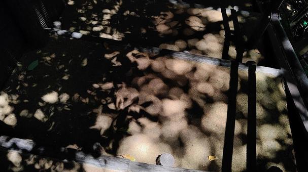 Road with sunlight filtering through the trees (horizontal composition), JPG Road with sunlight filtering through the trees (horizontal composition), JPG