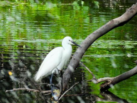 天王寺公園の河底池で首をすぼめるコサギ 天王寺公園の河底池で首をすぼめるコサギの写真