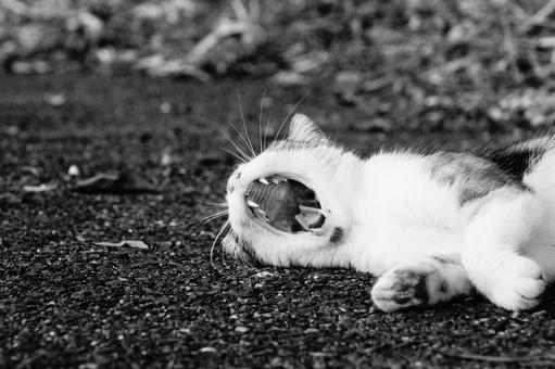 ノラ猫 ねこ,顔,動物の写真素材