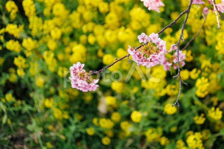 春を告げる河津桜と菜の花 河津桜,菜の花,春の写真素材