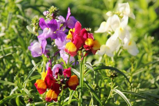 リナリア　咲く風景 リナリア,自然風景,草花の写真素材