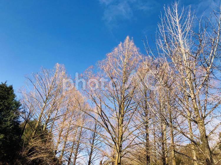 階段の様に並ぶ冬の木々 森,森林,森林浴の写真素材
