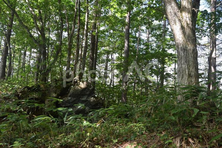 森林浴 森,トレッキング,登山の写真素材