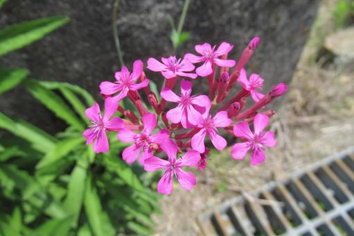 Photo, musi trinadesico, flower, plant, 