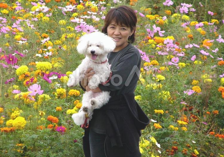 花畑でビションフリーゼを抱く女性 ビションフリーゼ,犬,ペットの写真素材
