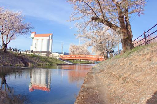 [愛知県]丹羽郡大口町の五条川の桜並木 桜,桜並木,菜の花の写真素材