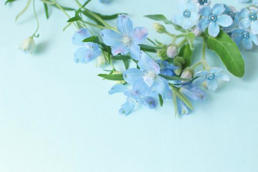 青い花の背景 青い花の背景の写真