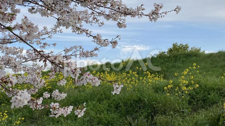 桜と菜の花 桜,菜の花,空の写真素材