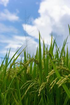 夏空に実る青々とした稲穂 自然,風景,田んぼの写真素材