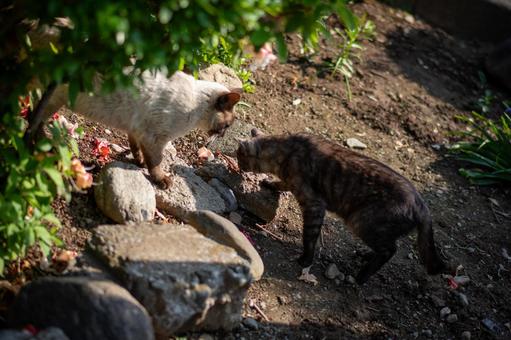 土の上の猫たち 猫,動物,屋外の写真素材