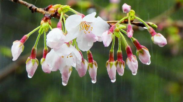 Sakura on a rainy day Sakura on a rainy day