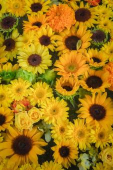 ひまわりの花手水 ひまわりの花手水 ひまわり,向日葵,花の写真素材