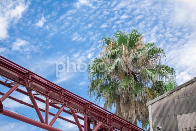 緑の木と青空 空,青空,快晴の写真素材