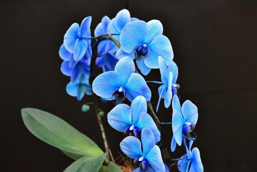 ランの花 ランの花の写真