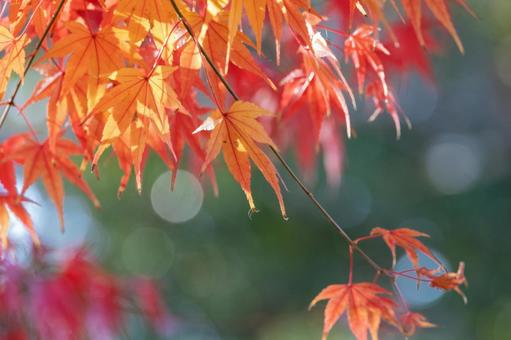 秋の気配・色づき始めたモミジ 紅葉,秋,モミジの写真素材