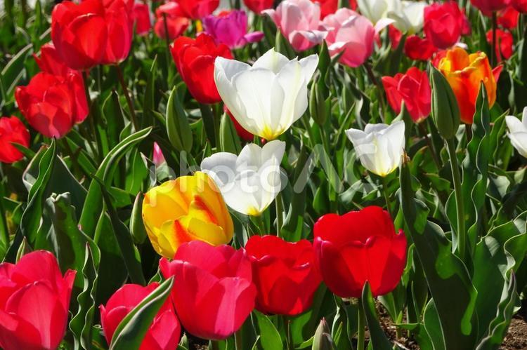 チューリップ チューリップ,三色,花の写真素材