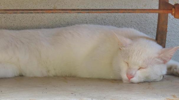 ノラネコ ノラネコ 猫,キャット,地域猫の写真素材