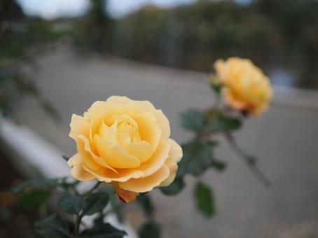 バラ園にて黄色い薔薇を撮りました バラ園にて黄色い薔薇を撮りましたの写真