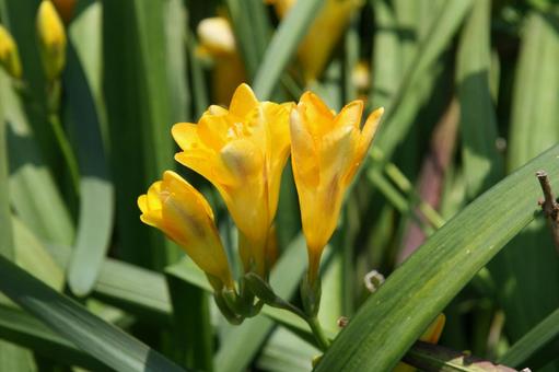 Photo, freesia, natural scenery, vivid, 