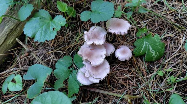 きのこ きのこ,茸,キノコの写真素材