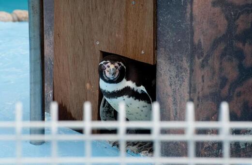 ペンギン・小屋 ペンギン・小屋の写真