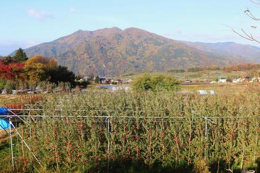 信州長野のりんごの畑と紅葉 リンゴ,りんご,林檎の写真素材