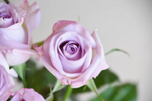 紫のばら ばら,薔薇,紫の写真素材